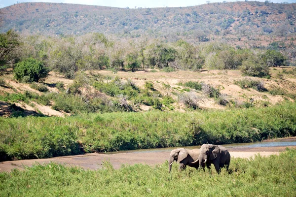 En Afrique du Sud éléphant sauvage — Photo