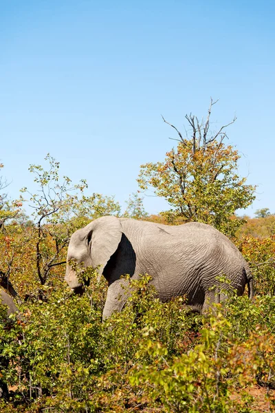 En Afrique du Sud réserve naturelle sauvage et éléphant — Photo