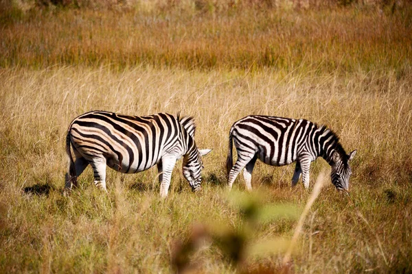 南アフリカの野生動物の自然保護区とシマウマ — ストック写真