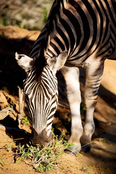 Güney Afrika yaban hayatı doğa rezerv ve zebra — Stok fotoğraf