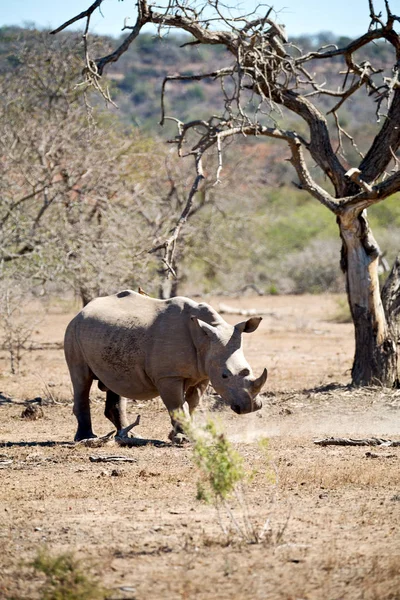 In south africa     wildlife     reserve and   rhinoceros — Stock Photo, Image