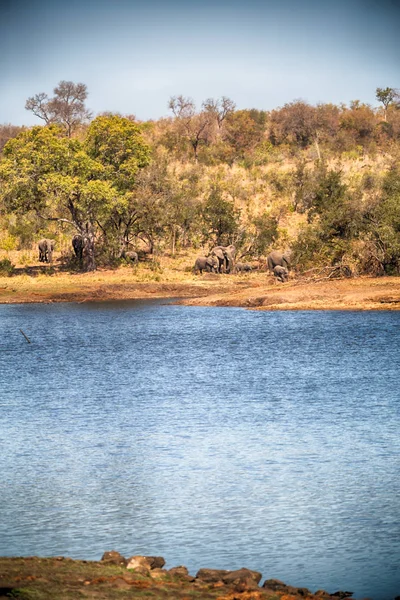 В Южной Африке слон дикой природы — стоковое фото