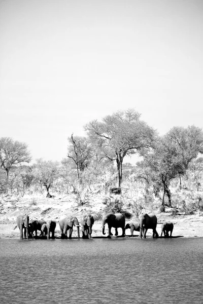 Na África do Sul elefante de vida selvagem — Fotografia de Stock