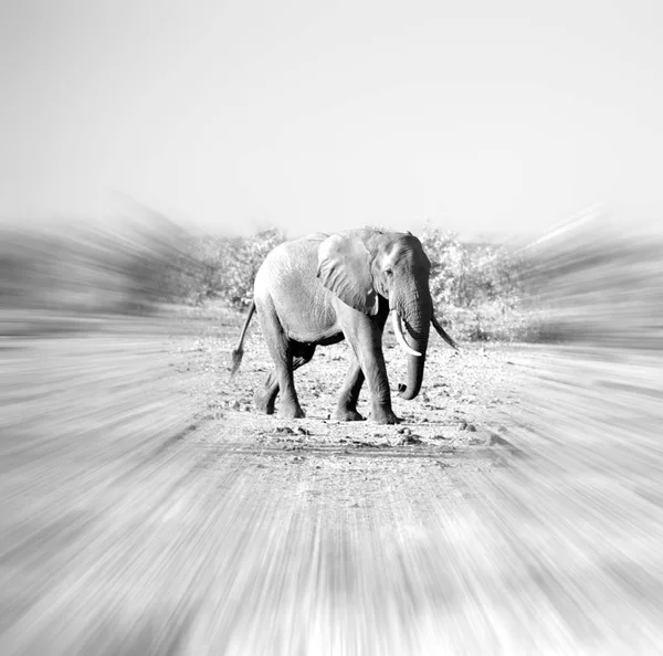 I Sydafrika wildlife naturreservat och elefant — Stockfoto