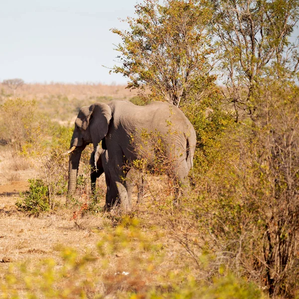 In south africa     wildlife  nature  reserve and   elephant — Stock Photo, Image