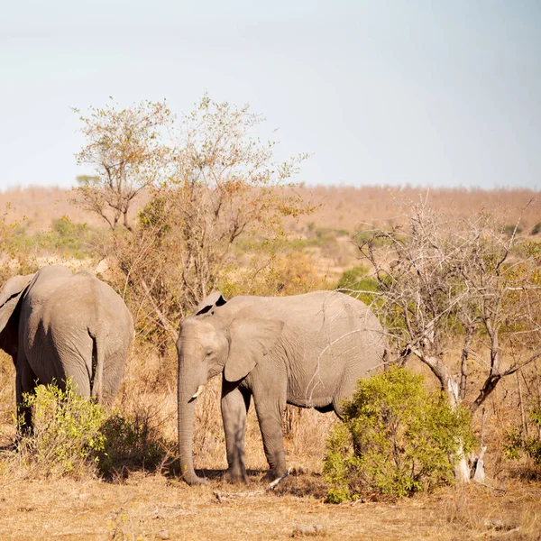 En Sudáfrica reserva natural de vida silvestre y elefante — Foto de Stock