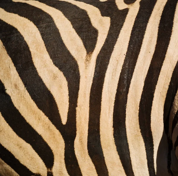 Vad zebra bőr absztrakt háttér — Stock Fotó
