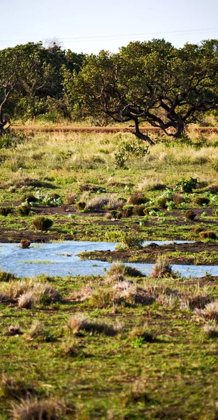 En Sudáfrica estanque lago reserva natural y arbusto — Foto de Stock