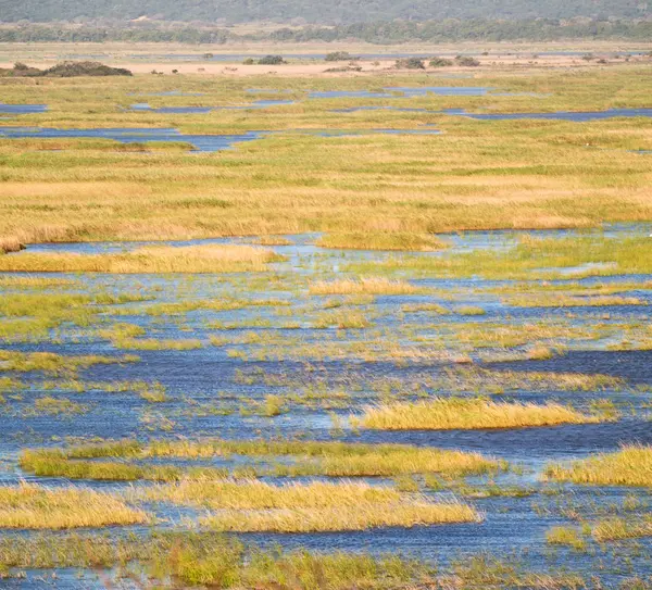 Güney Afrika su birikintisi Gölü tabiatı ve bush — Stok fotoğraf