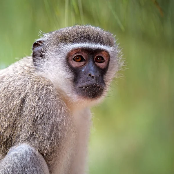 In Zuid-Afrika Wild aard en aap — Stockfoto