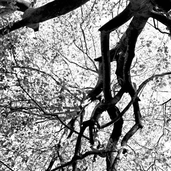 bitki ve ağaç Milli Parkı içinde 