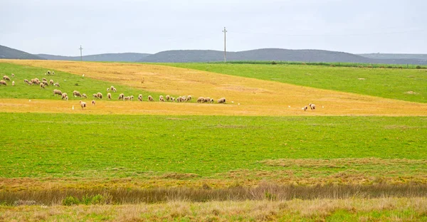 W RPA roślin ziemi bush i owce — Zdjęcie stockowe
