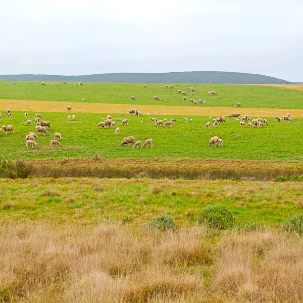 En Sudáfrica planta tierra arbusto y oveja —  Fotos de Stock