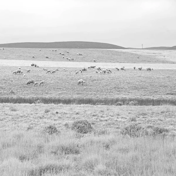 In Sudafrica pianta terra cespuglio e pecore — Foto Stock