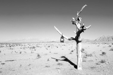 İran eski ölü ağaç 