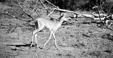  Kış ormanda vahşi Impala
