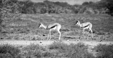  Kış ormanda vahşi Impala