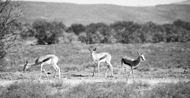  Kış ormanda vahşi Impala