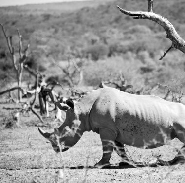   Güney Afrika yaban hayatı rezerv ve gergedan