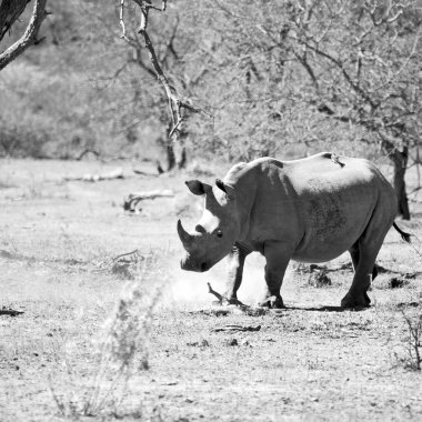   Güney Afrika yaban hayatı rezerv ve gergedan