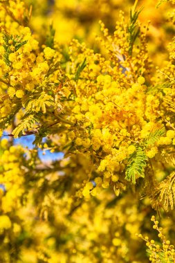 yaban hayatı Mimoza bitki ve ağaç  
