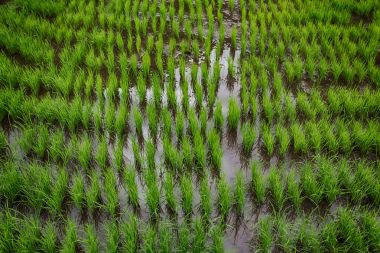   bir pirinç tahıl ekimi alanı yakın çekim