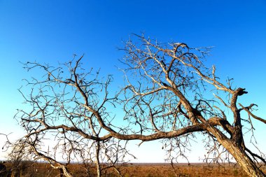  eski ağaç ve berrak gökyüzü onun şubeleri