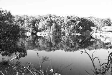   su Lirası göl ve ağaç yansıması