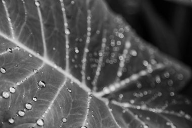 bir yaprak yağmur sonra bazı damla 