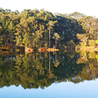   su Lirası göl ve ağaç yansıması