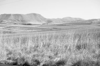   Güney Afrika'da kara çalı ve ağaç 