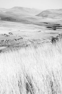   Güney Afrika'da kara çalı ve ağaç 