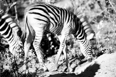   Güney Afrika yaban hayatı doğa rezerv ve zebra