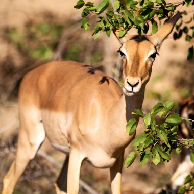  Kış ormanda vahşi Impala