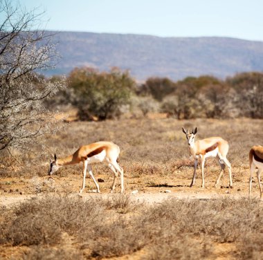  Kış ormanda vahşi Impala