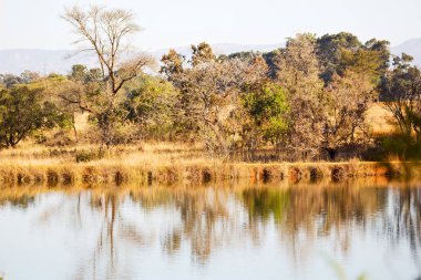   su Lirası göl ve ağaç yansıması