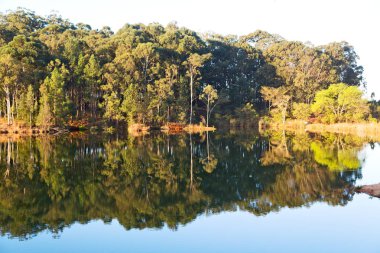   su Lirası göl ve ağaç yansıması
