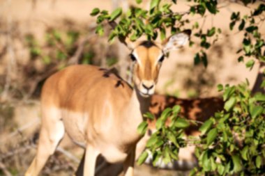 Kış ormanda vahşi Impala