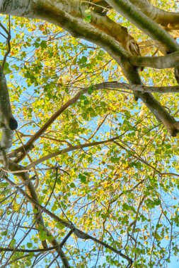 bitki ve ağaç Milli Parkı içinde 