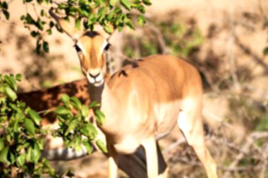  Kış ormanda vahşi Impala