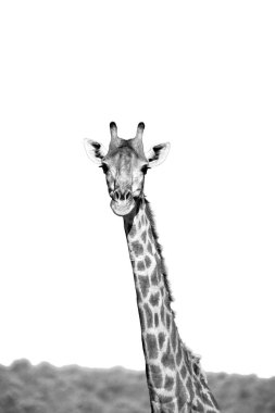  Güney Afrika yaban hayatı doğa rezerv ve zürafa