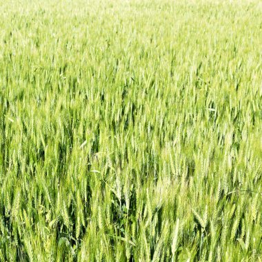 İran'da çiftlik ekili