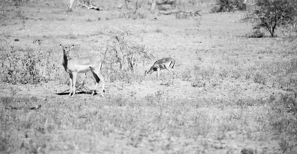 在冬天布什野生黑斑羚 — 图库照片
