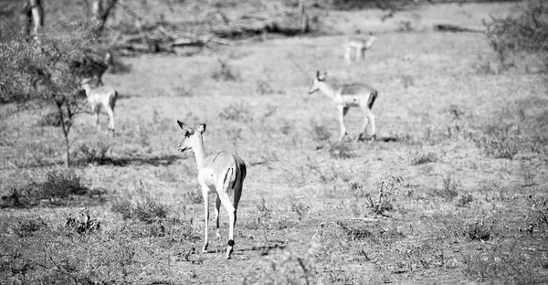  Kış ormanda vahşi Impala