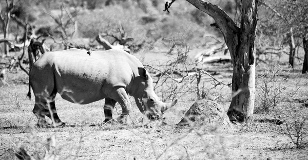 In Sudafrica riserva naturale e rinoceronte — Foto Stock