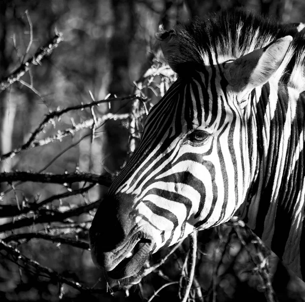 V Jižní Africe přírody chráněné krajinné oblasti a zebra — Stock fotografie