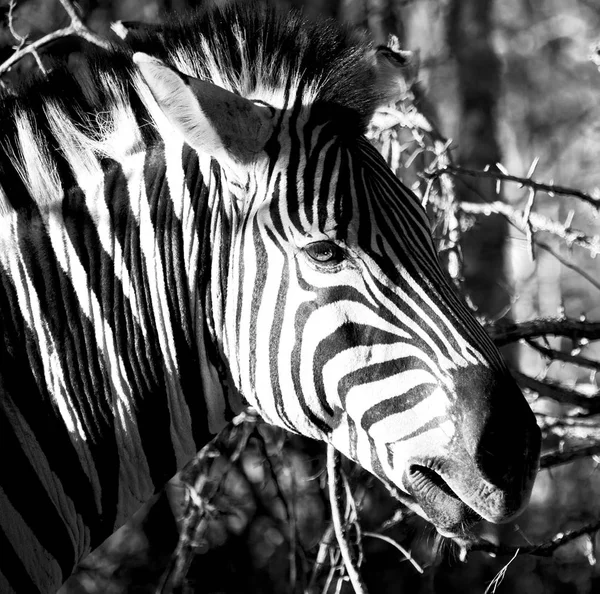 En Afrique du Sud réserve naturelle faunique et zèbre — Photo