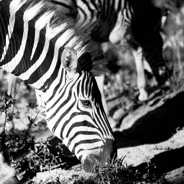 En Afrique du Sud réserve naturelle faunique et zèbre — Photo