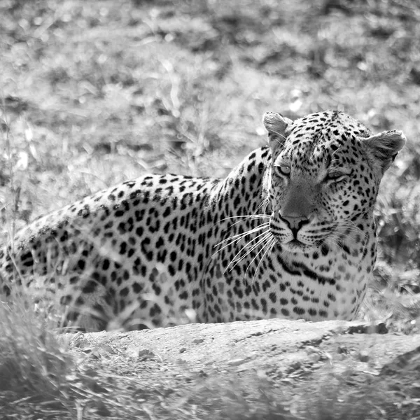 I Sydafrika Kruger naturpark vild leopard - Stock-foto