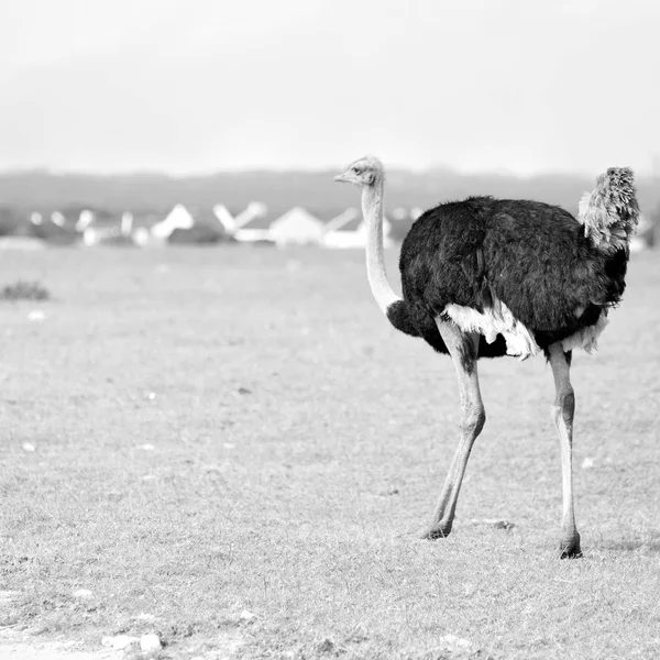 Na África do Sul reserva natural de vida selvagem e avestruz — Fotografia de Stock